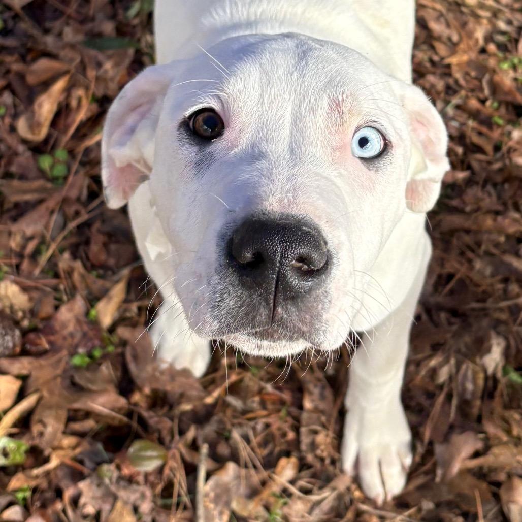 Professor, Adoptable, Young Male Boxer.
