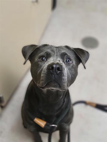 CECILIA, Adoptable, Young Female Pit Bull Terrier & Mixed Breed.