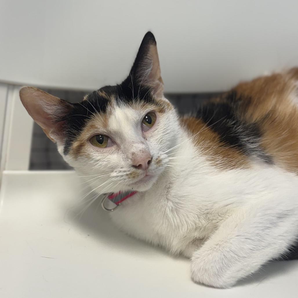 Sunflower, a Adoptable Domestic Short Hair in Pasadena , MD image 1/6