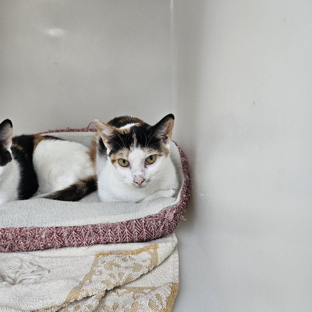 Sunflower, a Adoptable Domestic Short Hair in Pasadena , MD image 2/6