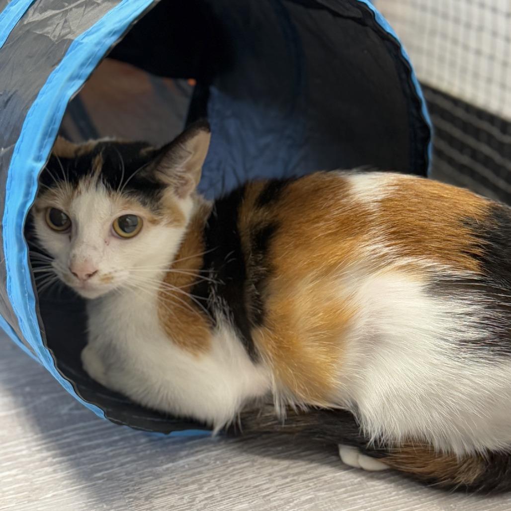 Sunflower, a Adoptable Domestic Short Hair in Pasadena , MD image 3/6
