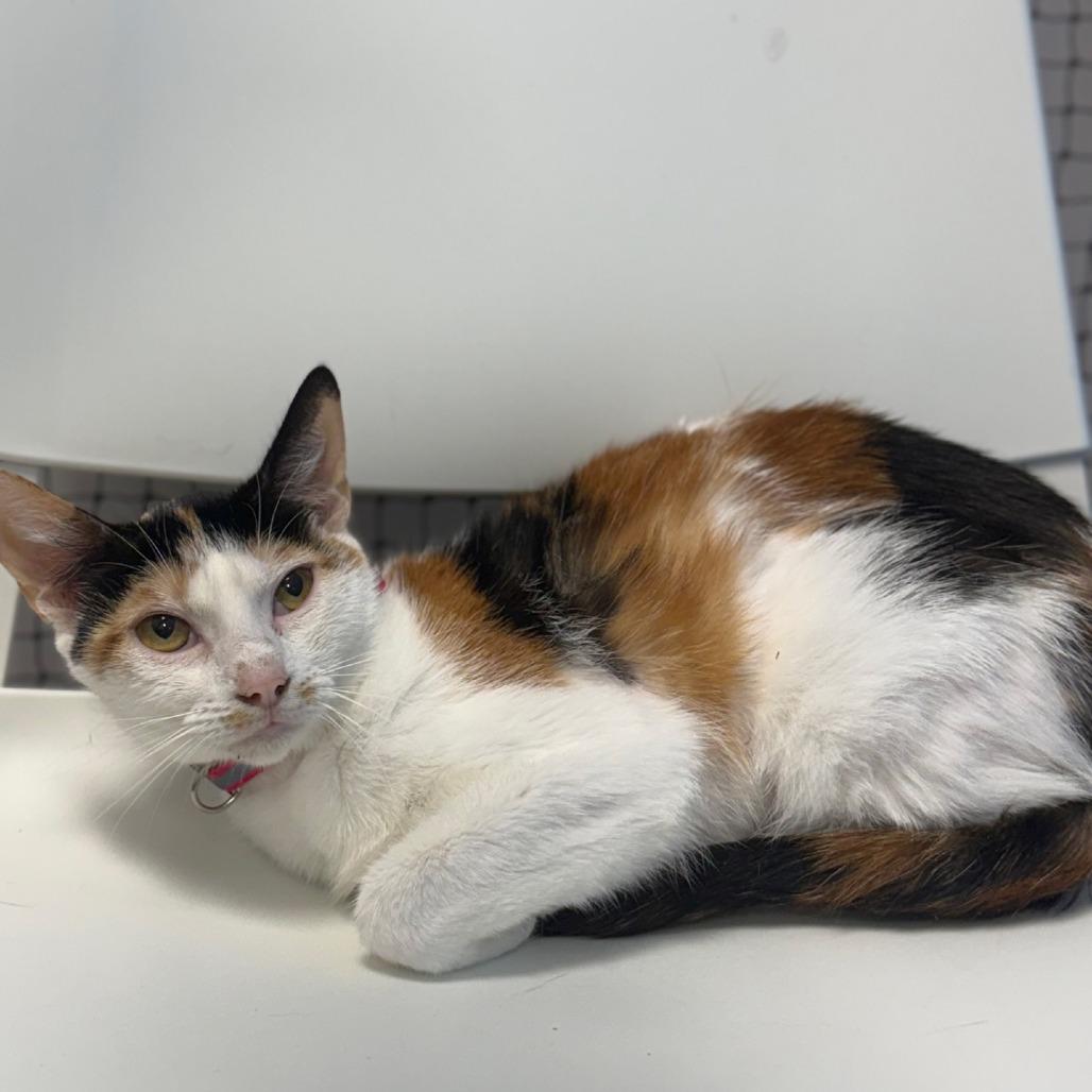 Sunflower, a Adoptable Domestic Short Hair in Pasadena , MD image 4/6