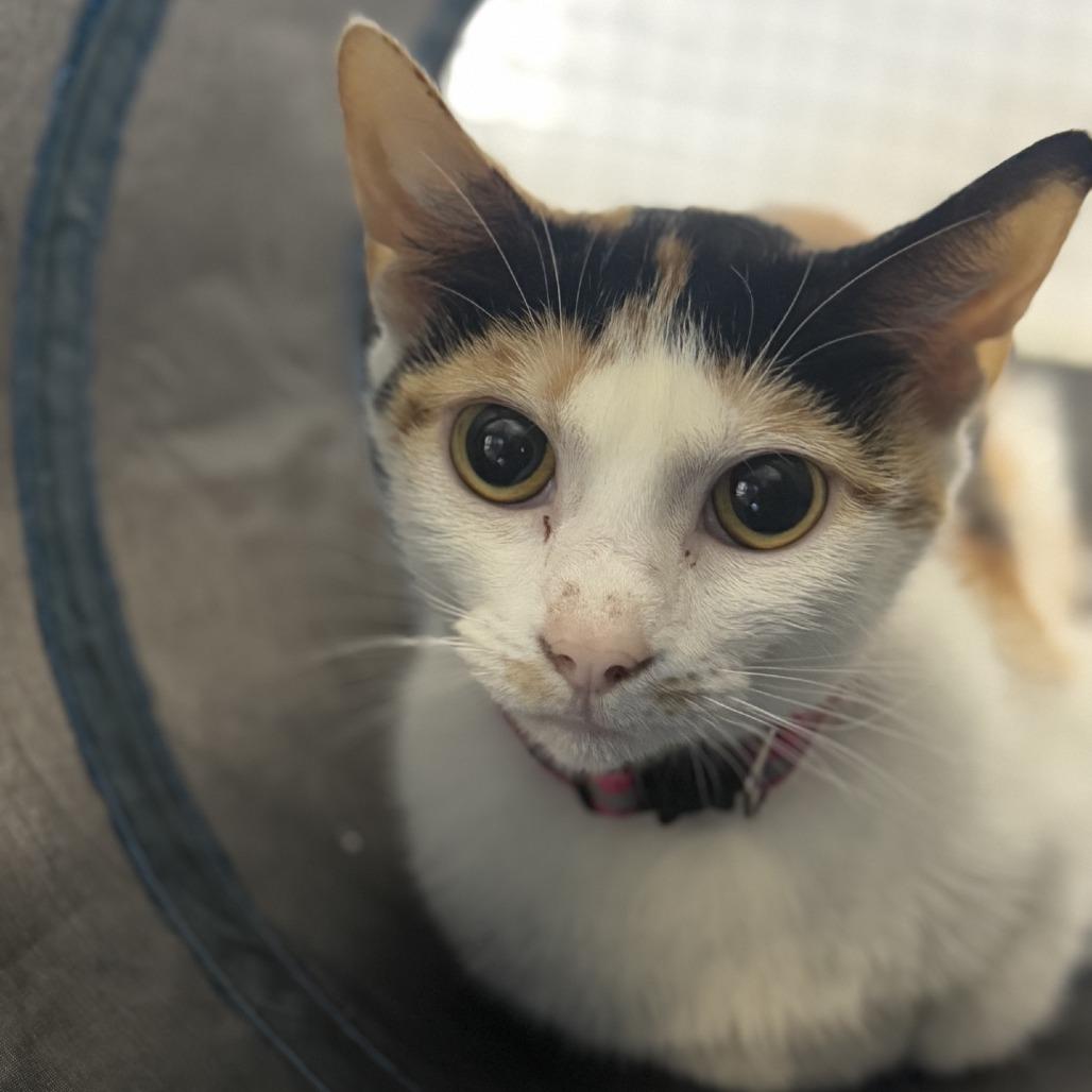 Sunflower, a Adoptable Domestic Short Hair in Pasadena , MD image 5/6