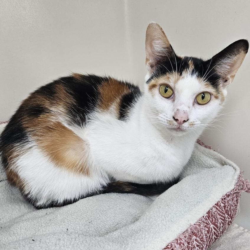 Sunflower, a Adoptable Domestic Short Hair in Pasadena , MD image 6/6