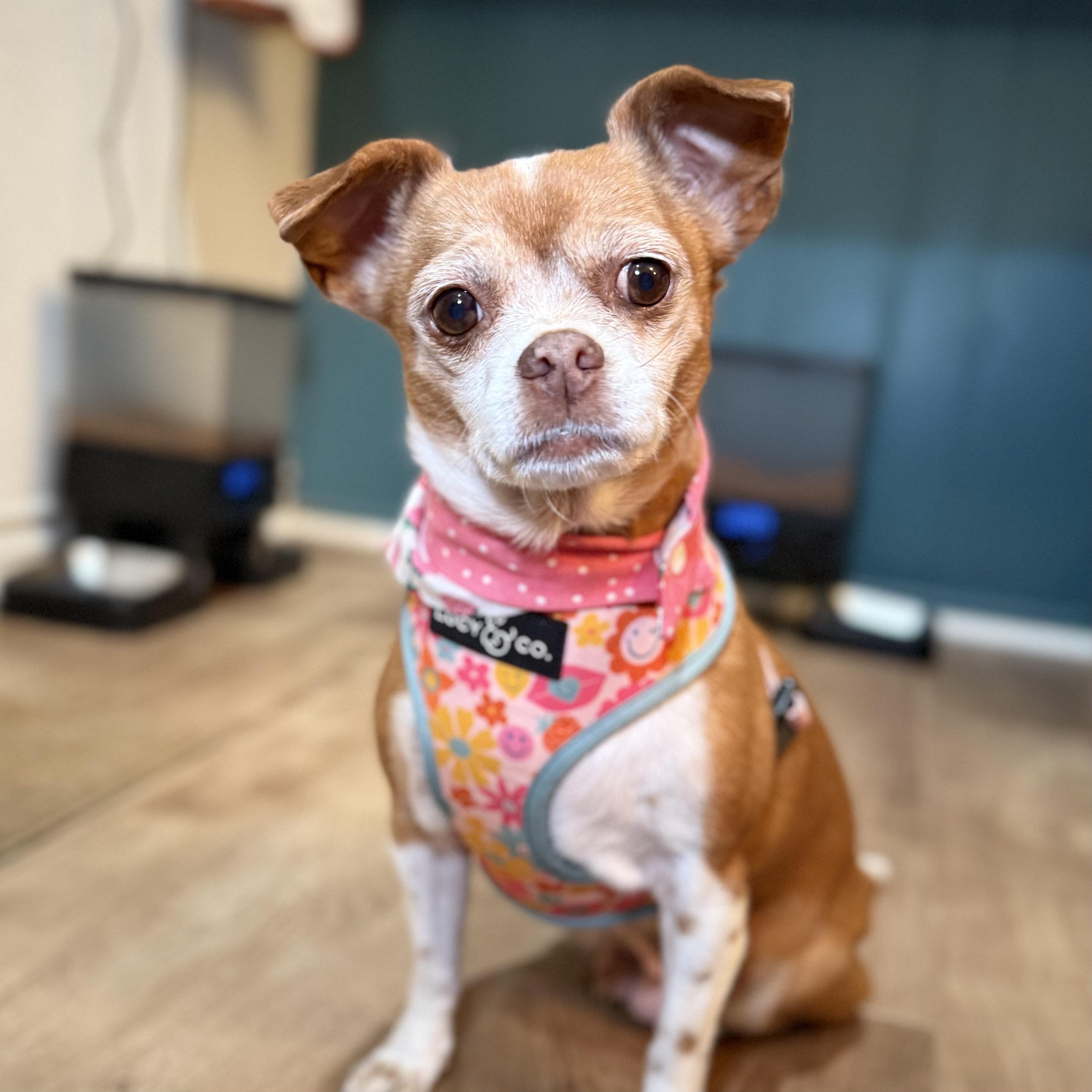 Enlarge CHONA, a Adoptable Chihuahua in Ontario, CA image 3/5