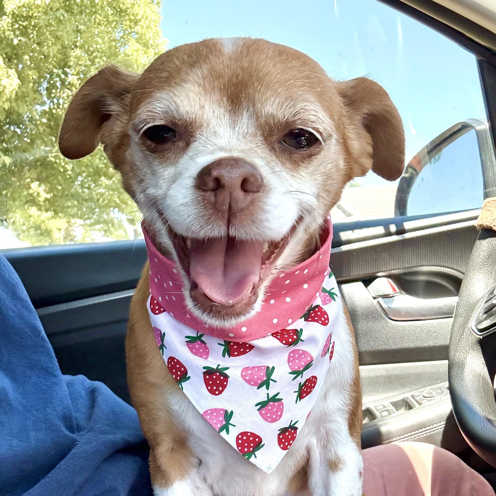 Enlarge CHONA, a Adoptable Chihuahua in Ontario, CA image 4/5