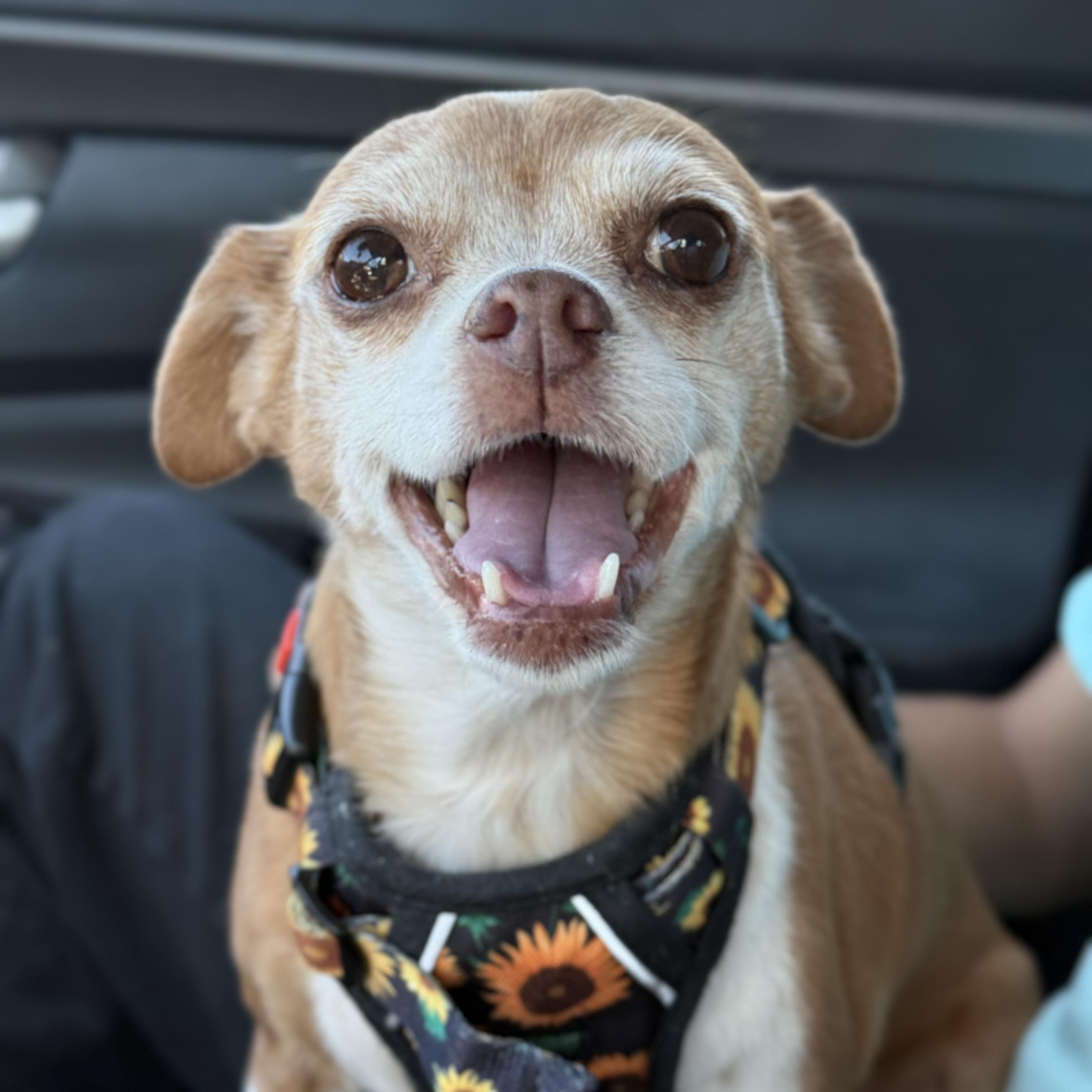 Enlarge CHONA, a Adoptable Chihuahua in Ontario, CA image 1/5