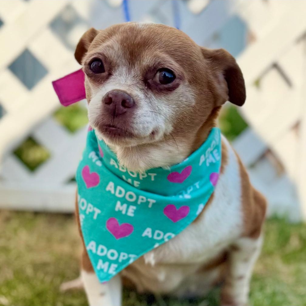 CHONA, Adoptable, Senior Female Chihuahua.