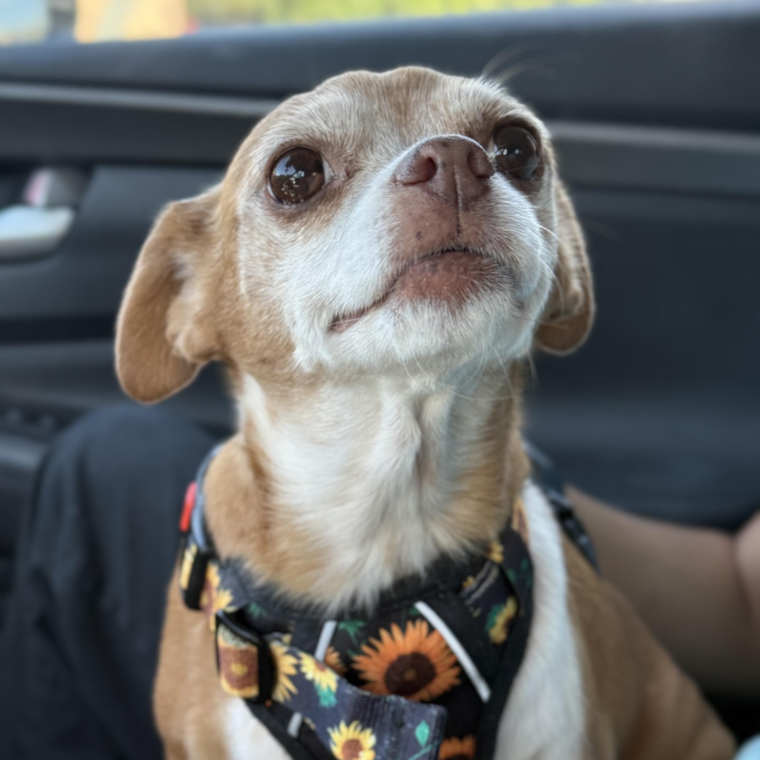 Enlarge CHONA, a Adoptable Chihuahua in Ontario, CA image 5/5