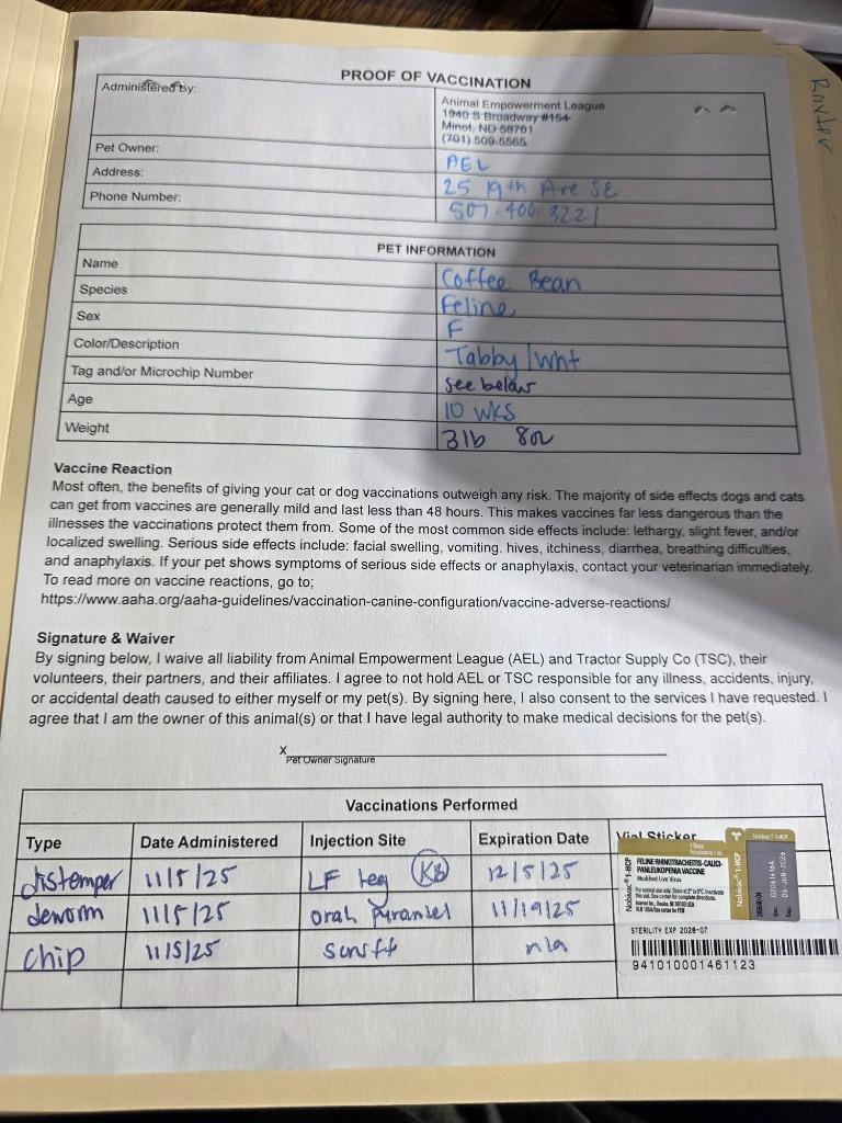 Coffee Bean, a Adoptable mixed breed in Minot, ND image 2/2