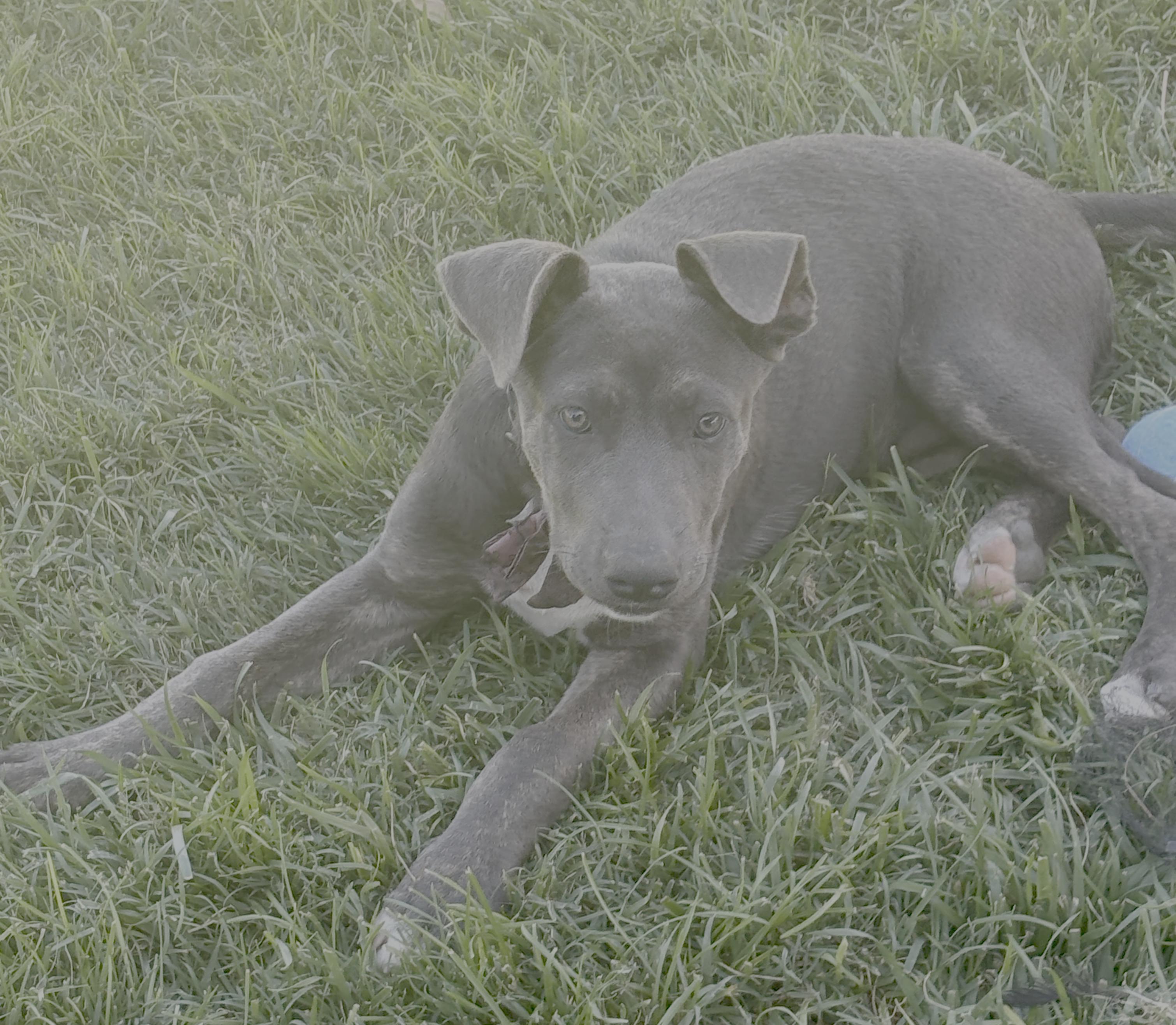 Enlarge Ockyeah, a Adoptable mixed breed in Atwater, CA image 1/1