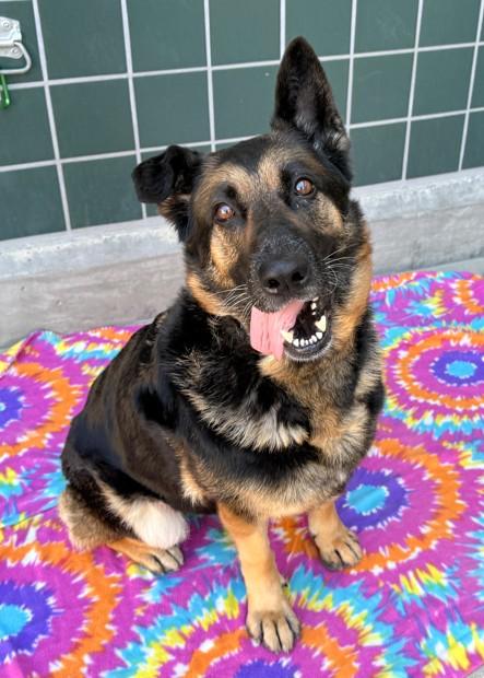 MAYA, Adoptable, Adult Female German Shepherd Dog.