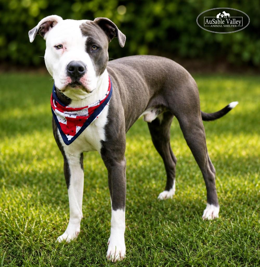 Enlarge Blaze, a ADOPTABLE mixed breed in Grayling, MI image 5/6