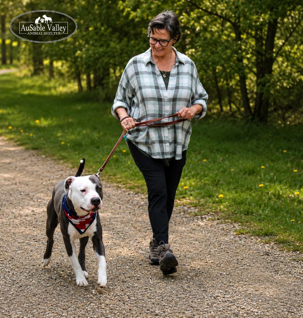 Enlarge Blaze, a ADOPTABLE mixed breed in Grayling, MI image 2/6