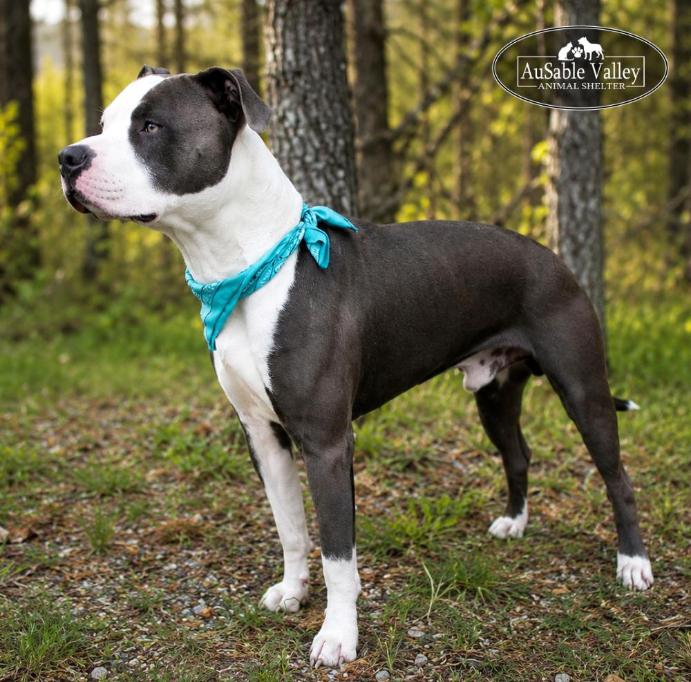 Enlarge Blaze, a ADOPTABLE mixed breed in Grayling, MI image 4/6