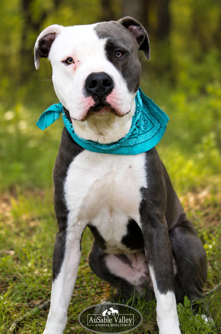 Enlarge Blaze, a ADOPTABLE mixed breed in Grayling, MI image 6/6