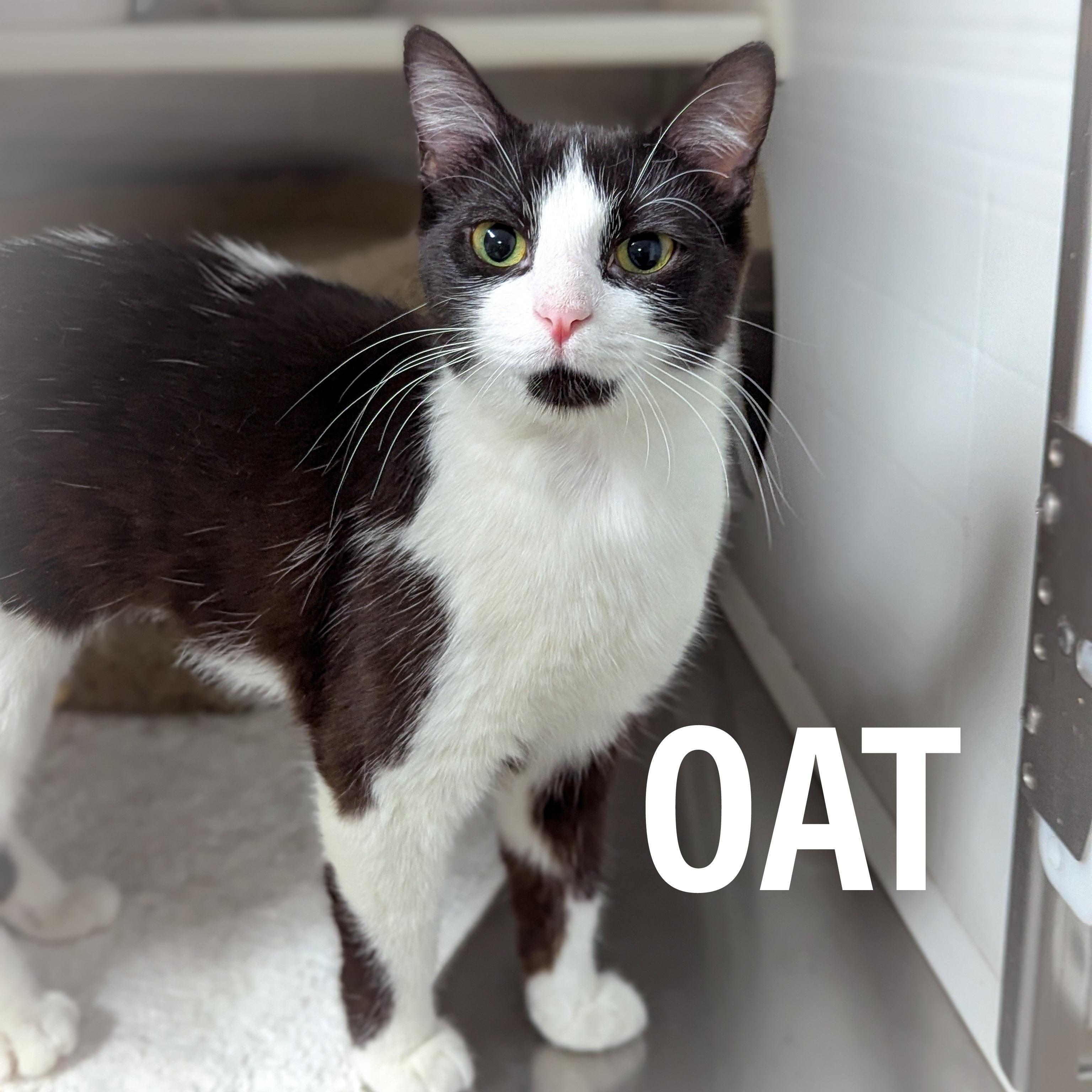 Enlarge OAT, a ADOPTABLE mixed breed in Griffith, IN image 2/4