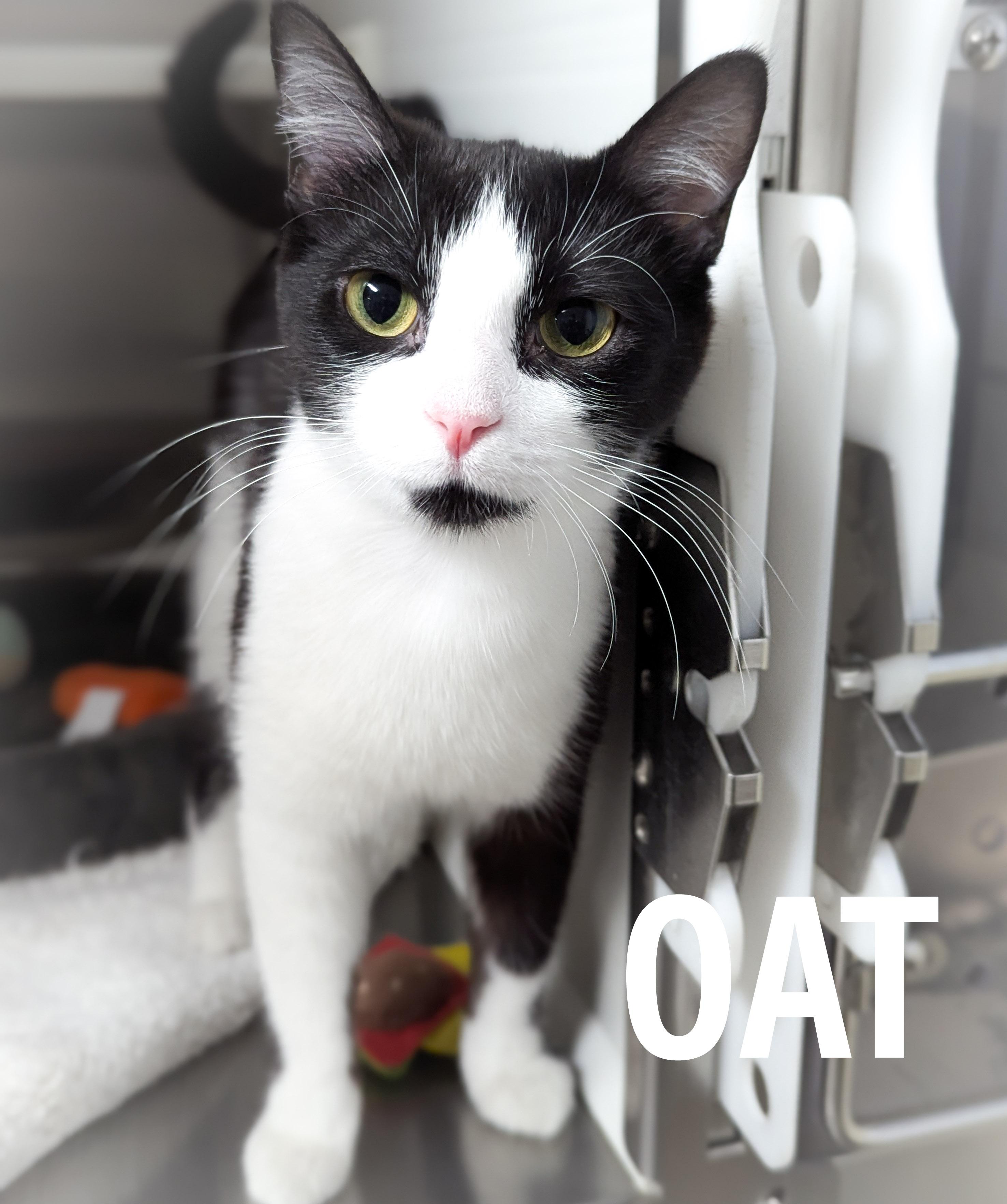 OAT, ADOPTABLE, Young Female Domestic Short Hair & Tuxedo.