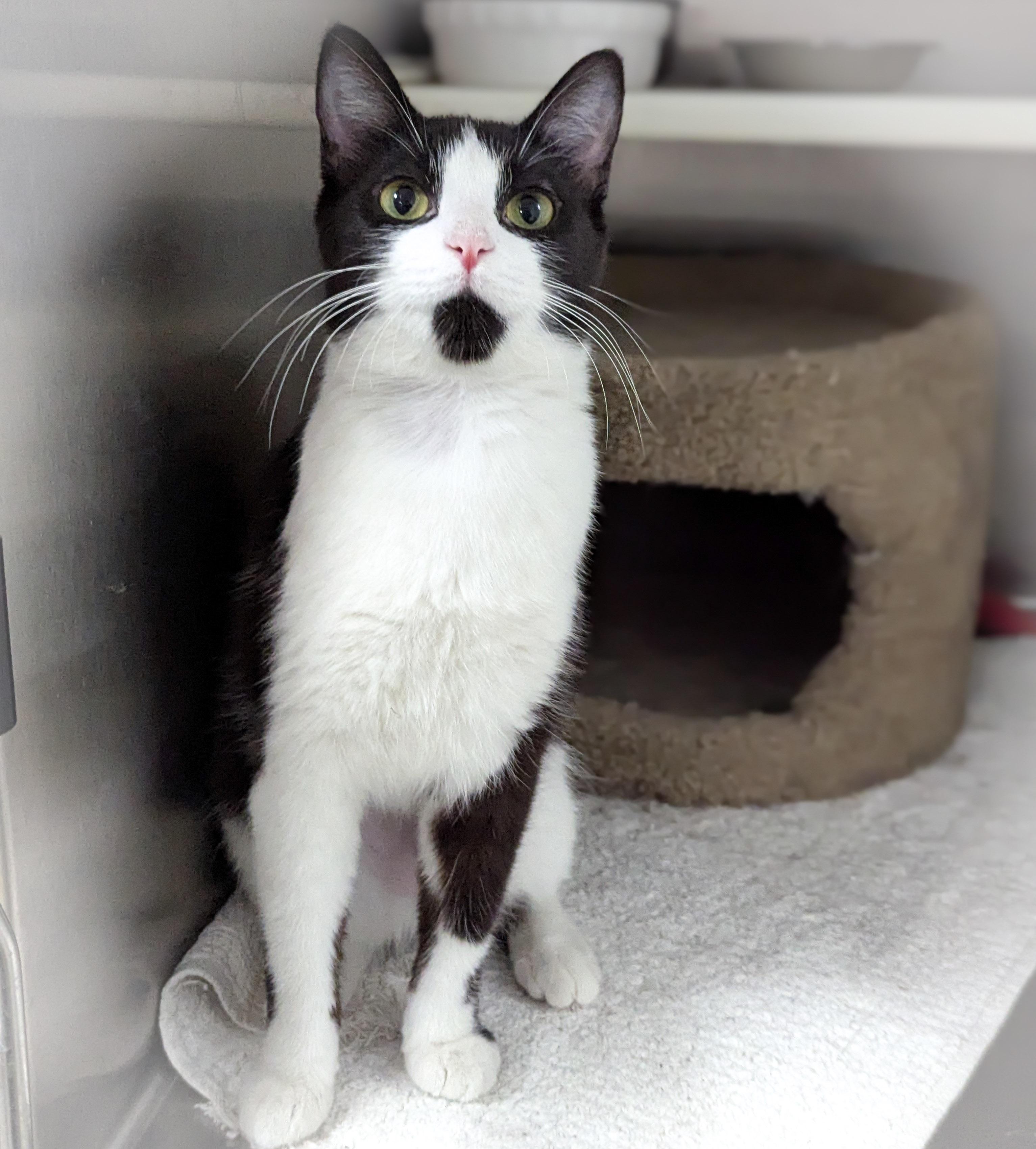 Enlarge OAT, a ADOPTABLE mixed breed in Griffith, IN image 4/4