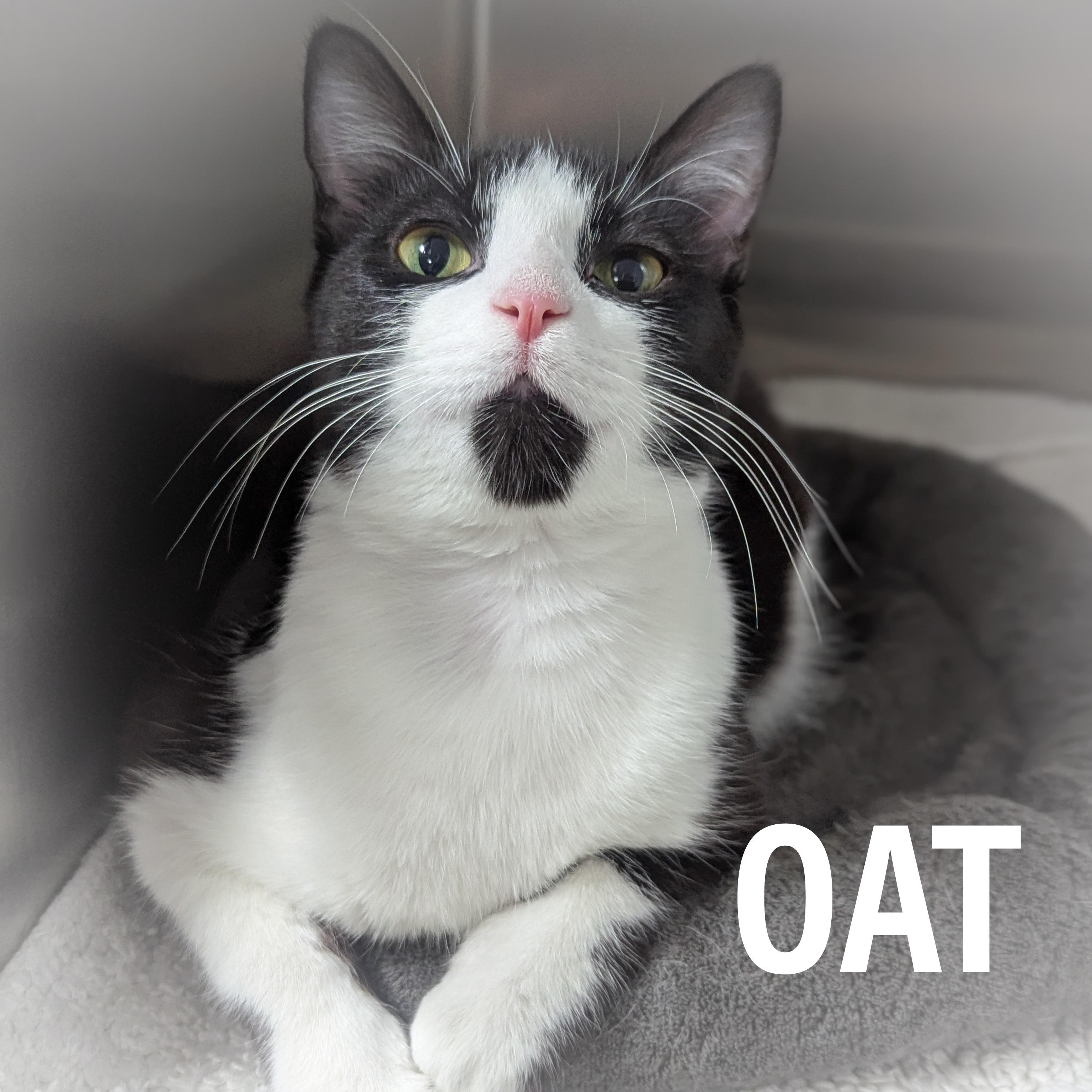 Enlarge OAT, a ADOPTABLE mixed breed in Griffith, IN image 3/4