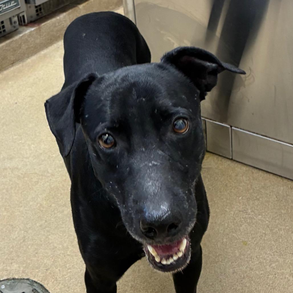 Enlarge Frank, a Adoptable Black Labrador Retriever in Corpus Christi, TX image 1/6