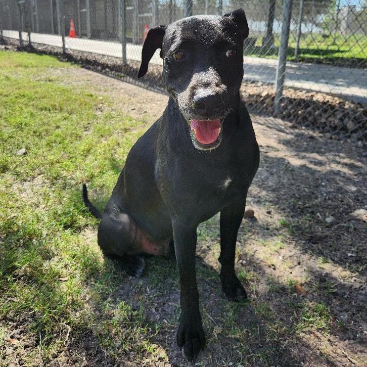 Enlarge Frank, a Adoptable Black Labrador Retriever in Corpus Christi, TX image 2/6