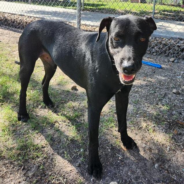 Enlarge Frank, a Adoptable Black Labrador Retriever in Corpus Christi, TX image 3/6