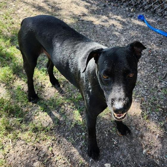 Enlarge Frank, a Adoptable Black Labrador Retriever in Corpus Christi, TX image 4/6