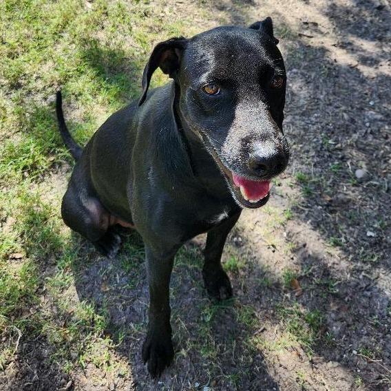 Enlarge Frank, a Adoptable Black Labrador Retriever in Corpus Christi, TX image 5/6