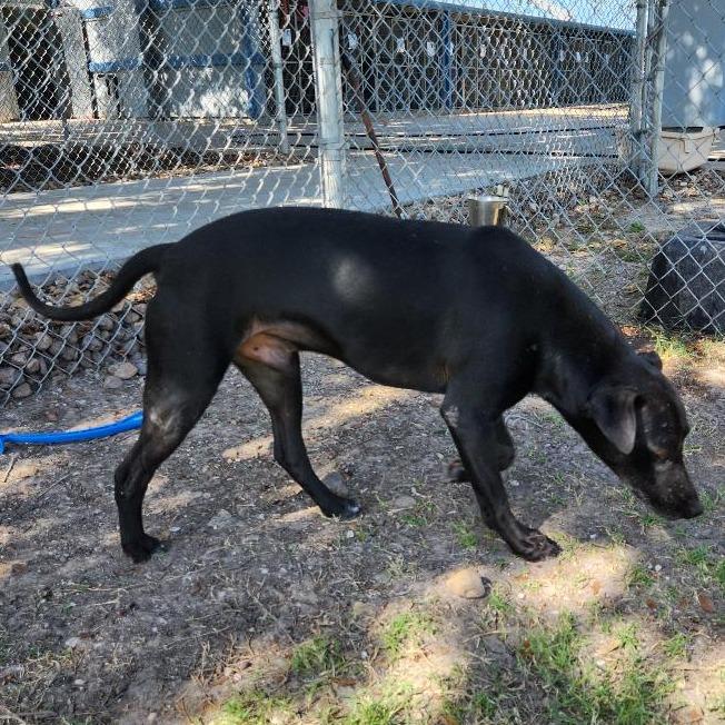 Enlarge Frank, a Adoptable Black Labrador Retriever in Corpus Christi, TX image 6/6