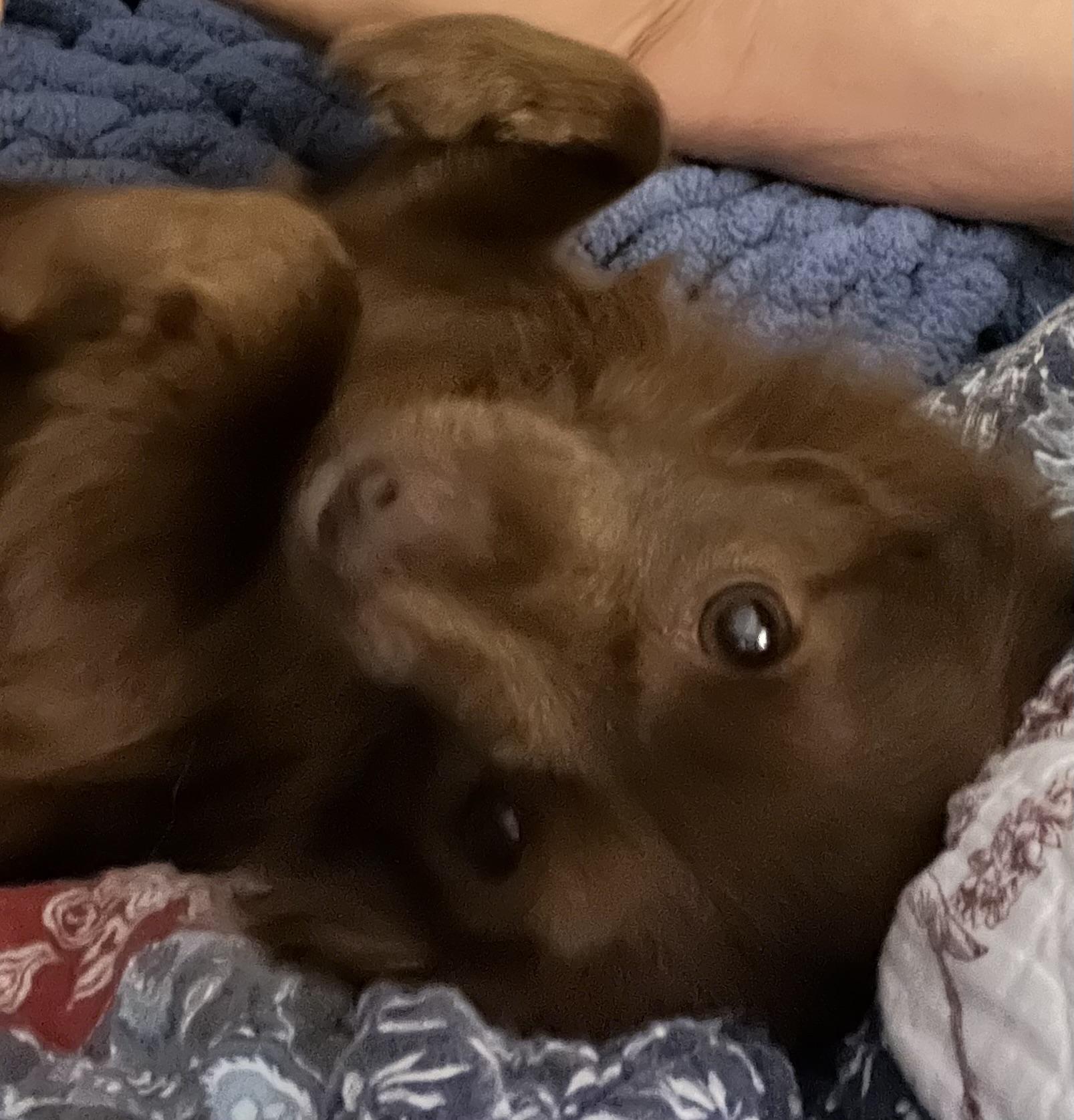Phoebe photo 3