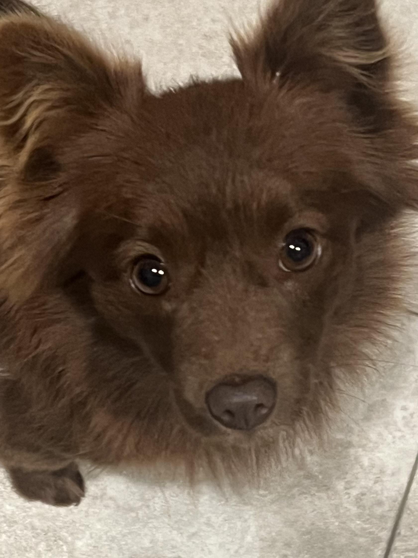 Phoebe photo 2