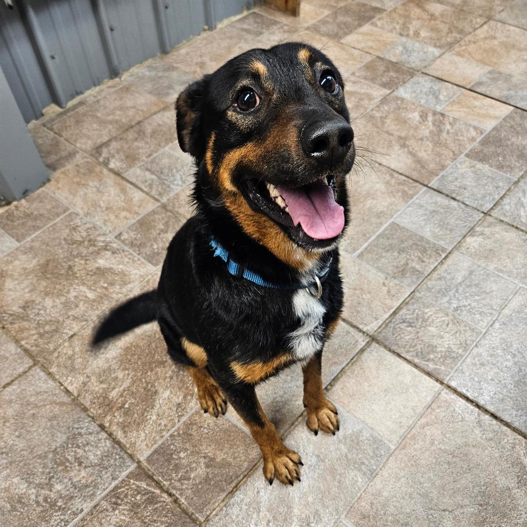 Taz, Adoptable, Adult Male Shepherd.