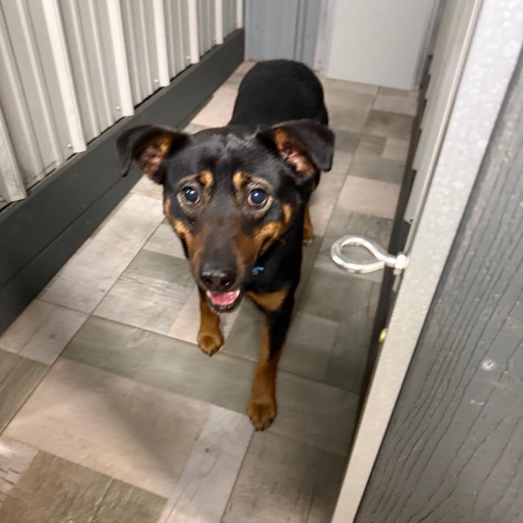 Enlarge Taz, a Adoptable Shepherd in Homer, NY image 2/3