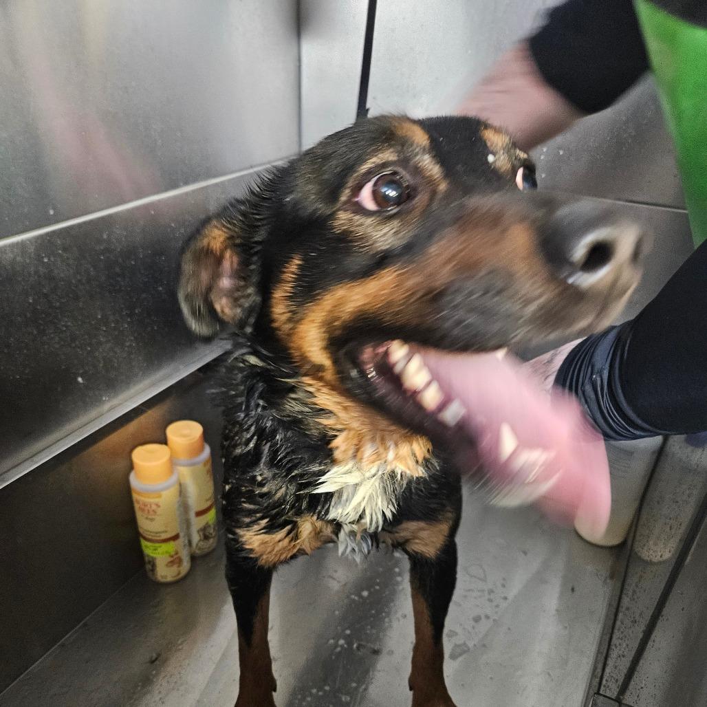 Enlarge Taz, a Adoptable Shepherd in Homer, NY image 3/3