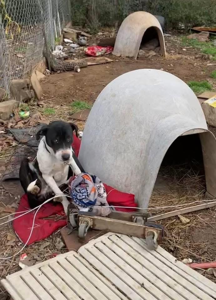 Enlarge Cookie, a Adoptable mixed breed in Conway, AR image 4/6