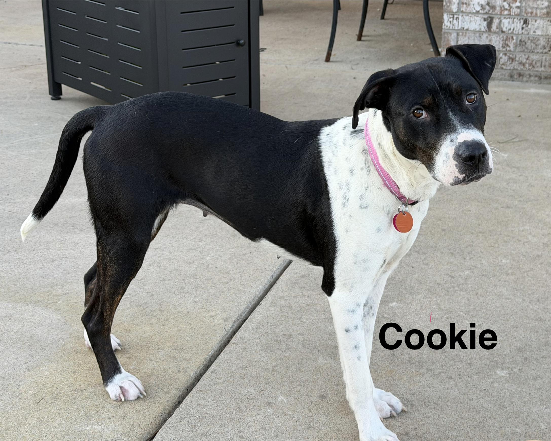 Enlarge Cookie, a Adoptable mixed breed in Conway, AR image 2/6