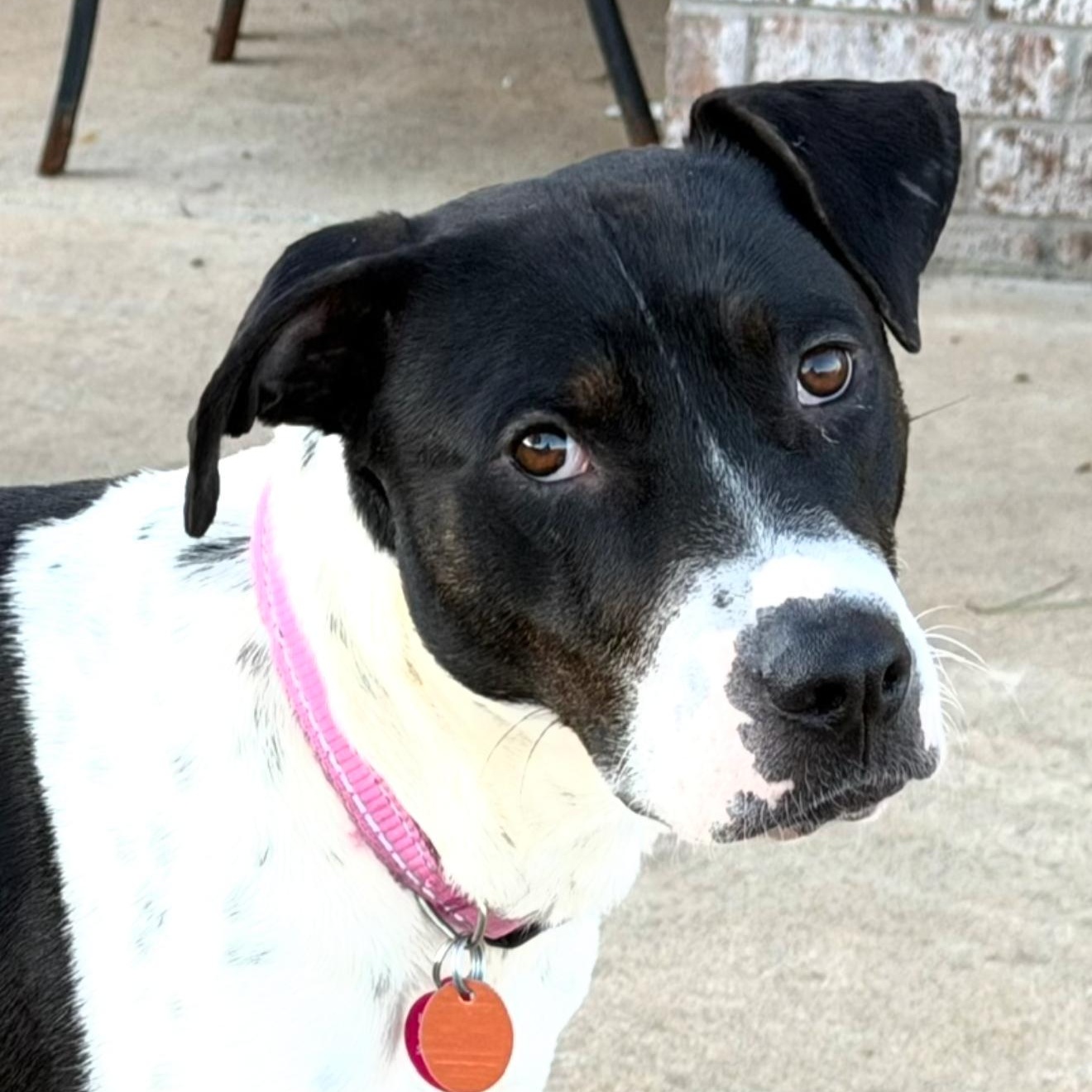 Cookie, Adoptable, Young Female Mountain Cur & Labrador Retriever.