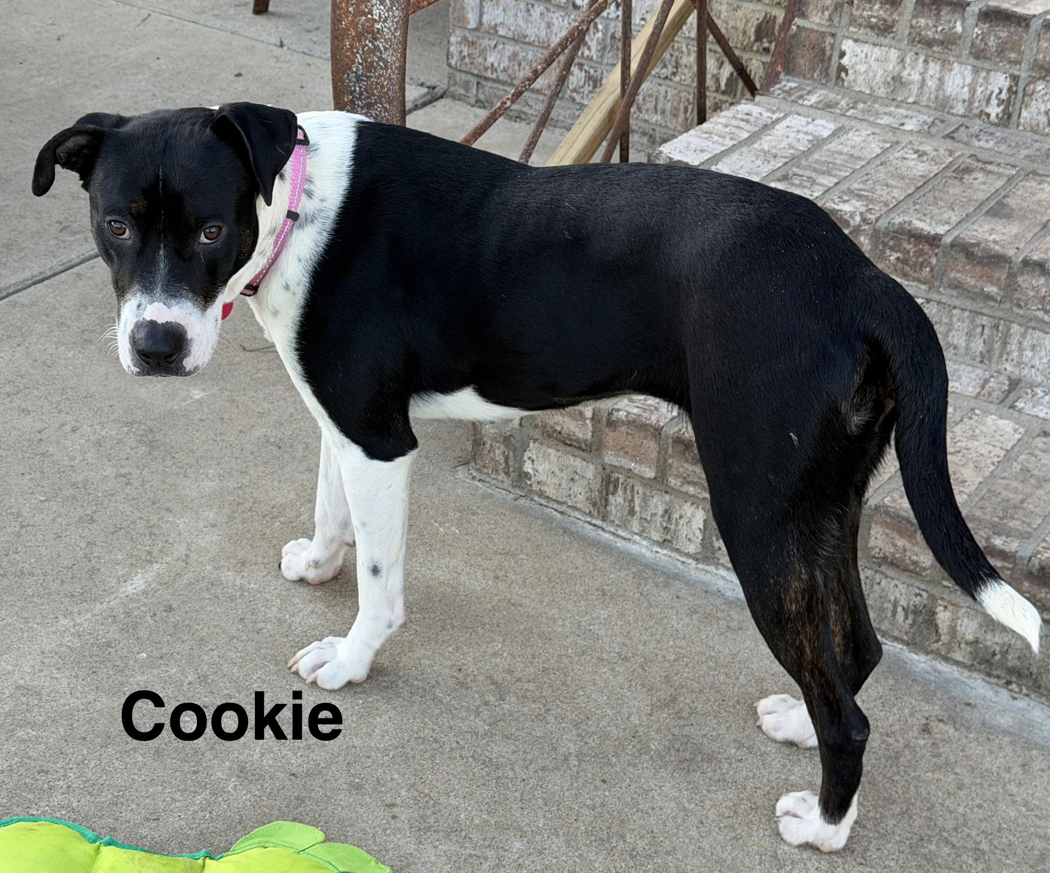Enlarge Cookie, a Adoptable mixed breed in Conway, AR image 3/6