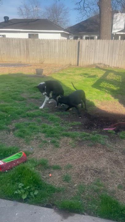 Enlarge Cookie, a Adoptable mixed breed in Conway, AR video 6/6