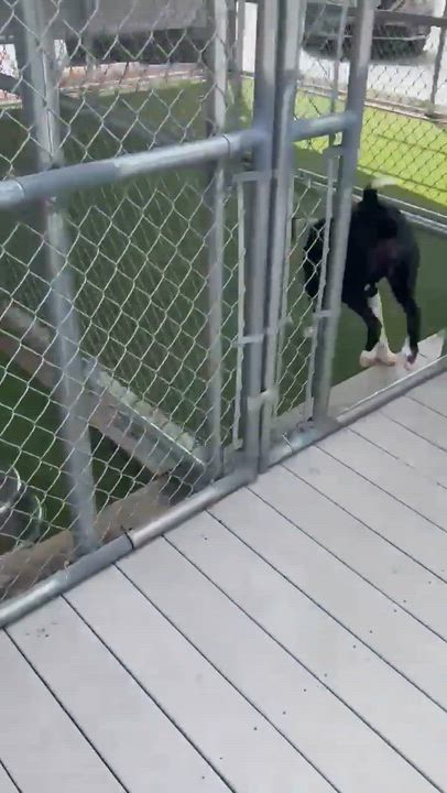 Enlarge Cookie, a Adoptable mixed breed in Conway, AR video 5/6
