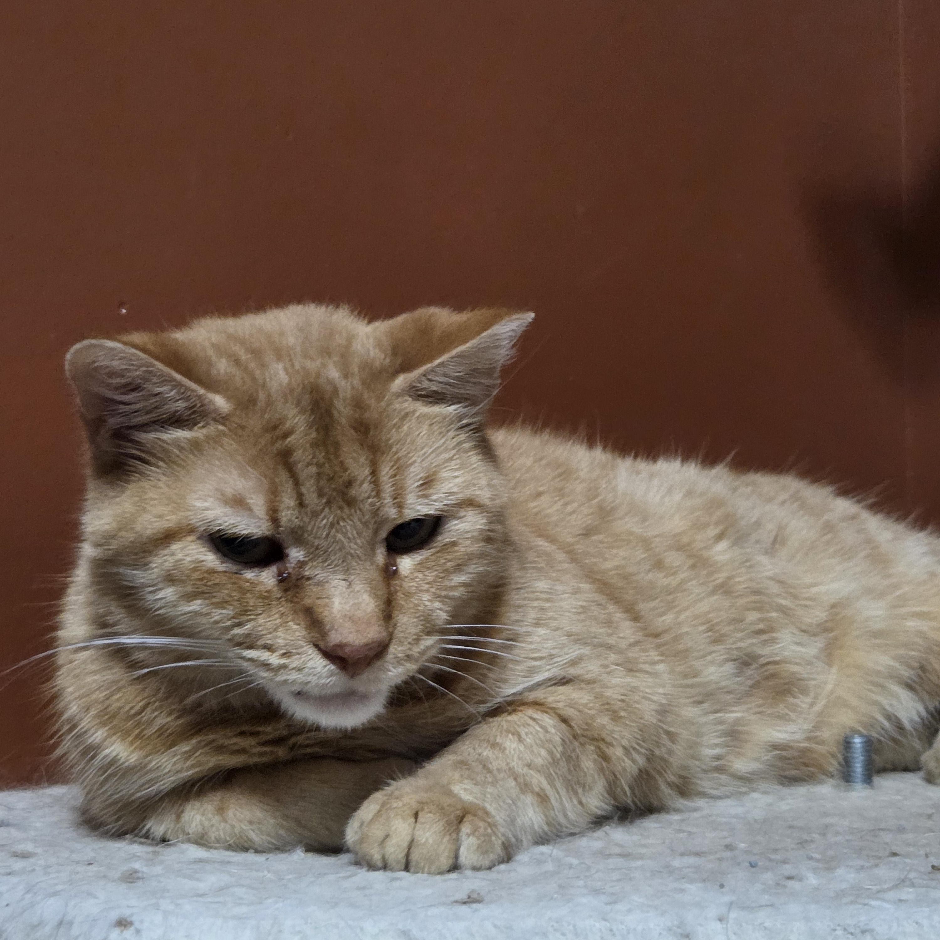 Ralph, a Adoptable mixed breed in Orlando, FL image 2/3