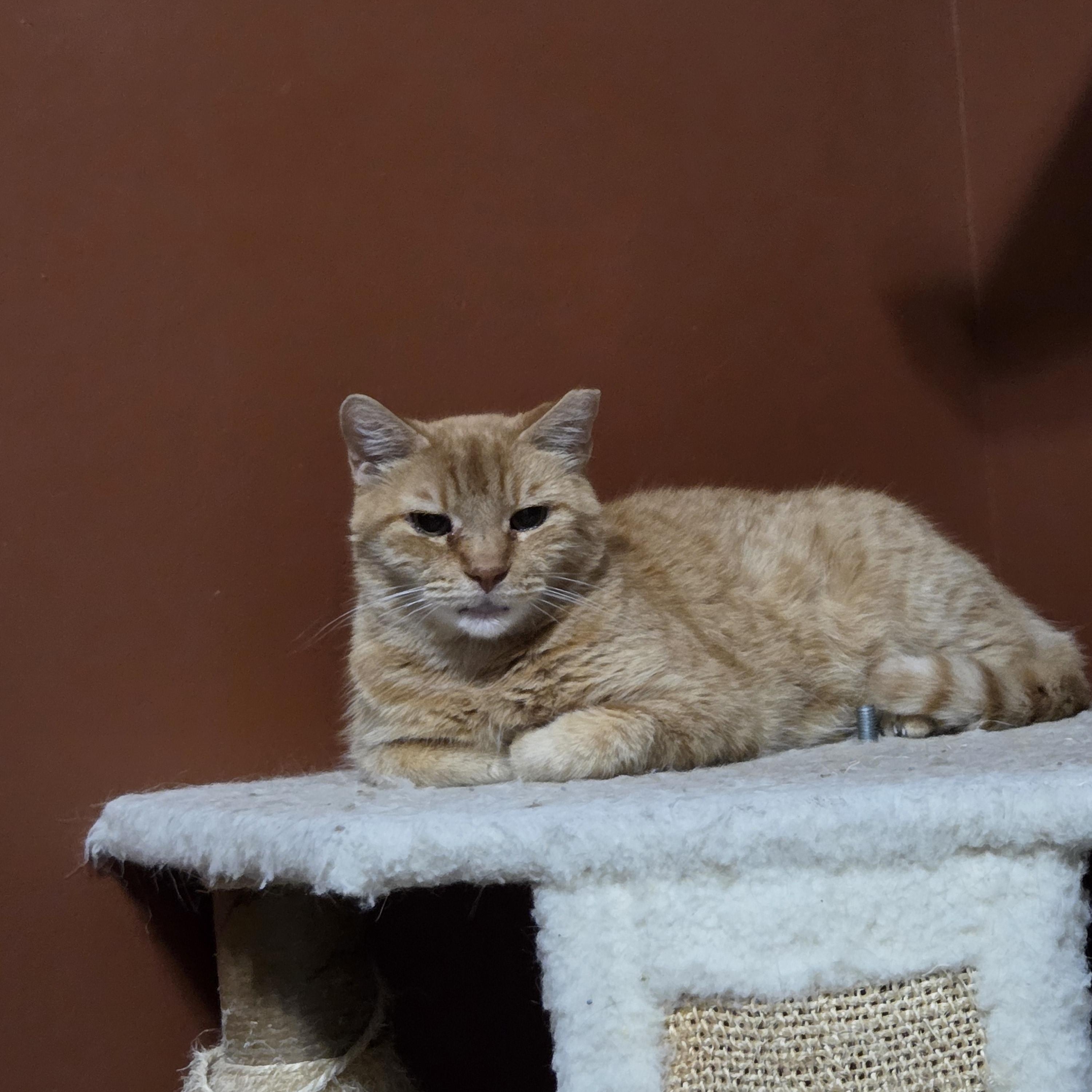 Ralph, a Adoptable mixed breed in Orlando, FL image 3/3