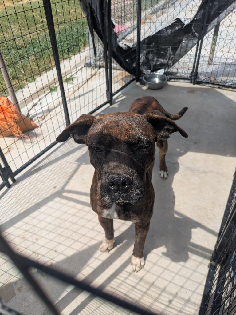 Enlarge Romeo, a Adoptable mixed breed in Brownwood, TX image 1/2