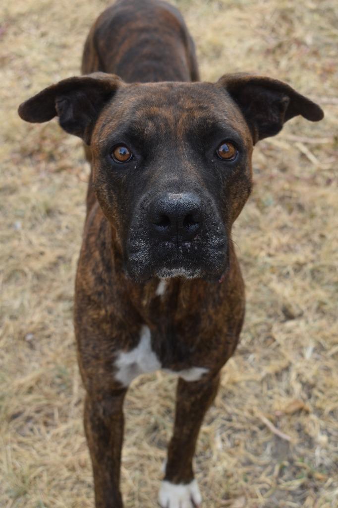 Enlarge Romeo, a Adoptable mixed breed in Brownwood, TX image 2/2