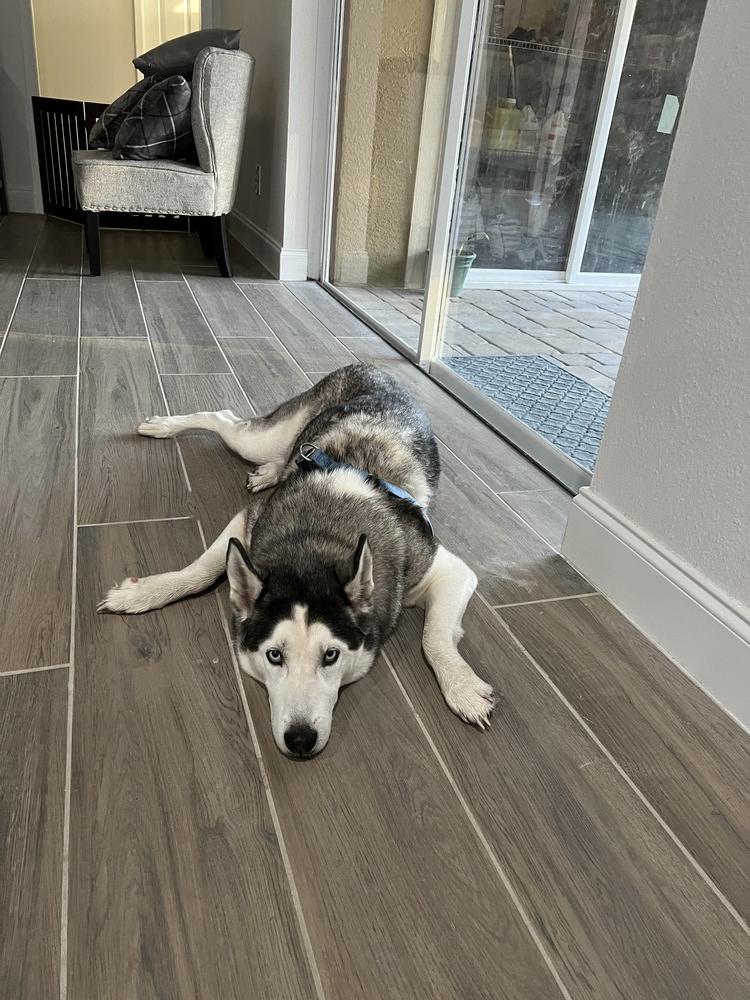 Chassie, a Adoptable Husky in St. Petersburg, FL image 3/6