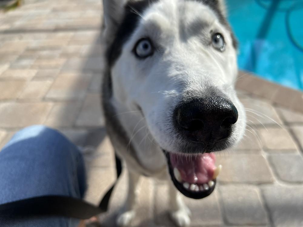 Chassie, a Adoptable Husky in St. Petersburg, FL image 4/6