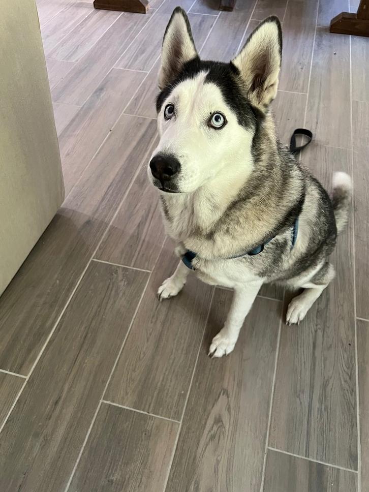 Enlarge Chassie, a Adoptable Husky in St. Petersburg, FL image 5/6