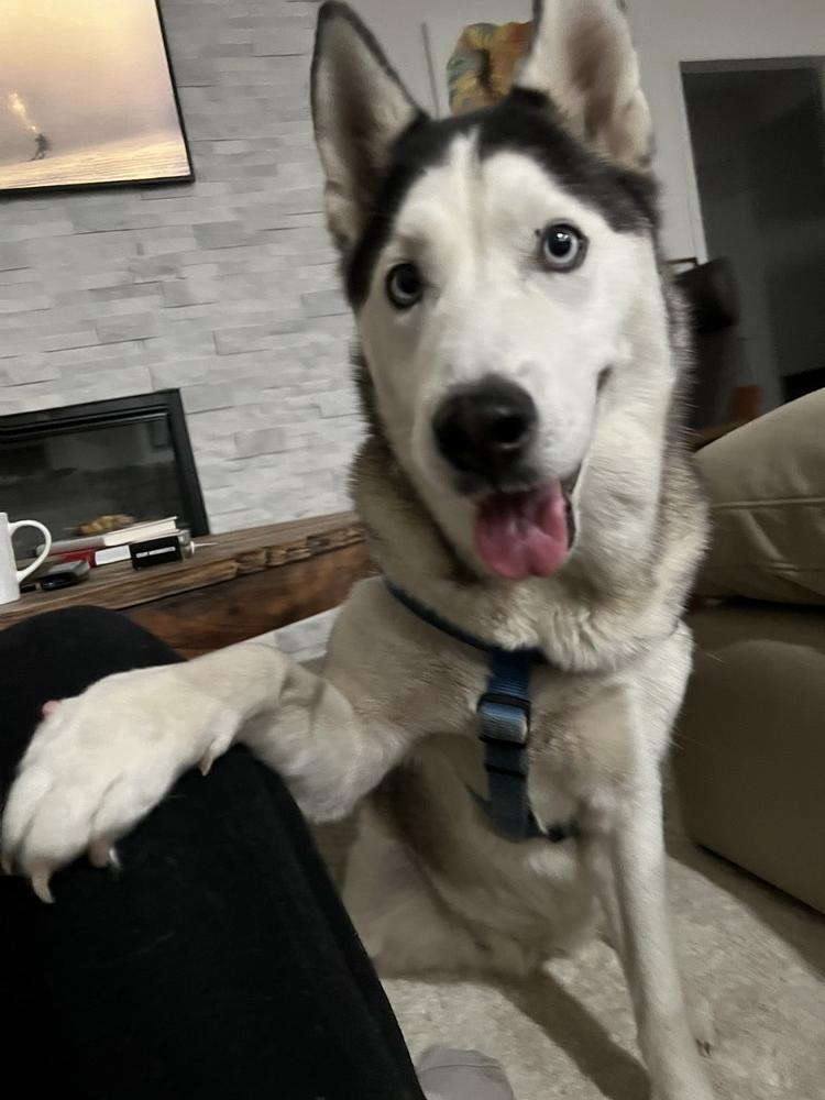 Chassie, a Adoptable Husky in St. Petersburg, FL image 6/6