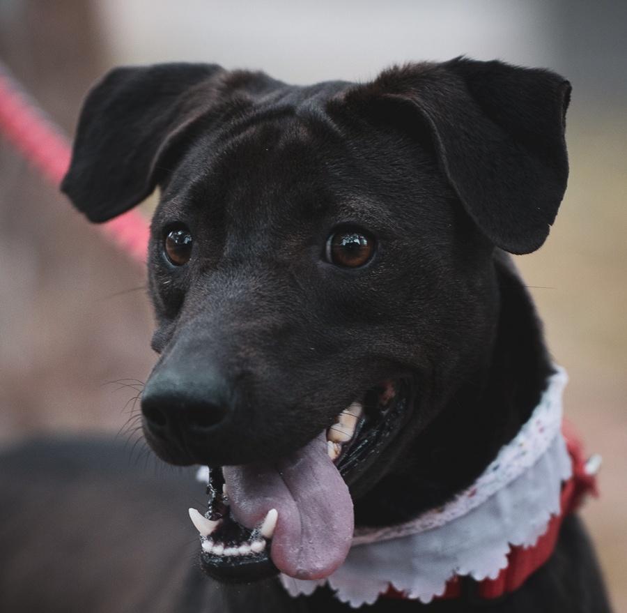 Enlarge Mandy, a Adoptable mixed breed in Hacienda Heights, CA image 6/6
